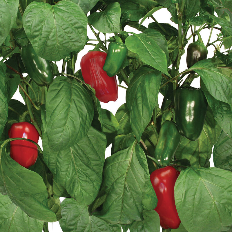 Sweet Bell Peppers Seed Pod Kit image number null